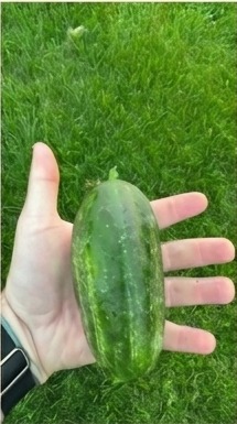 Fresh cucumber harvested from the garden at Bacon Acres