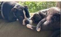 Two farm dogs napping together on the couch