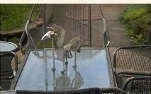 Backyard heron visiting the patio table